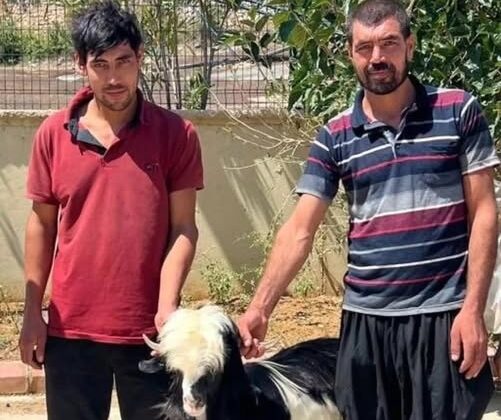 KEÇİ HIRSIZLARI JANDARMAYA YAKALANDI