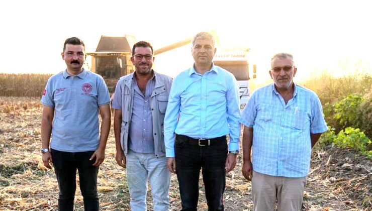 Adana’da mısır hasadı hızla sürüyor