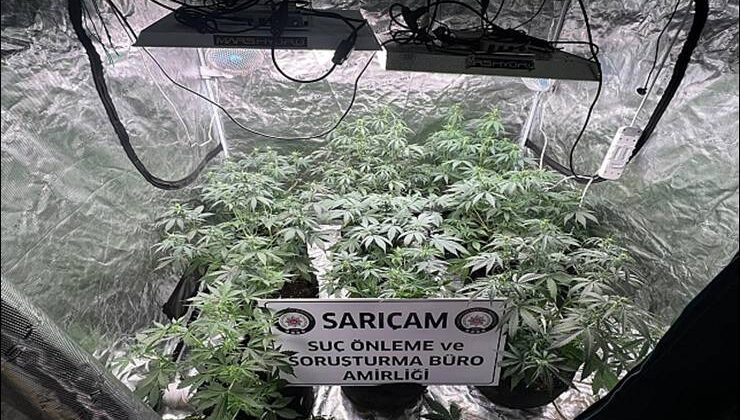 Evde Kenevir Yetiştirdi