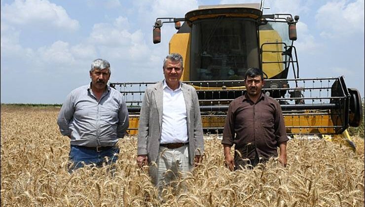 Buğday rekoltesinde korkutan düşüş