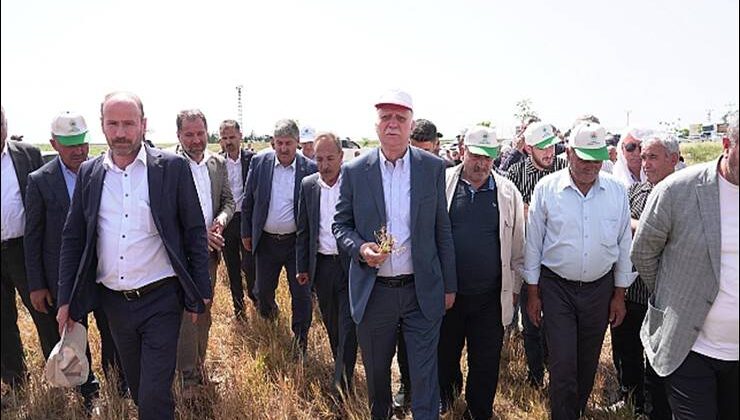 Kuru alanda tahıl üretiminde büyük zarar var