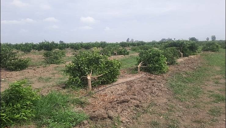 Bahçedeki Mandalinaya Zarar Verdiler