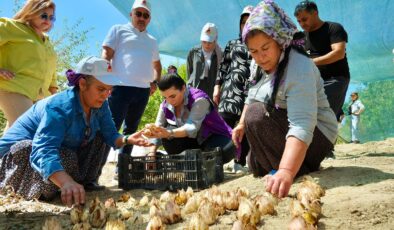 24 bin adet akzambak soğanı dağıtıldı