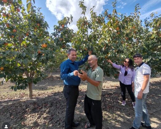 Trabzon Hurması konusunda Kozanlı çiftçiler bilgilendirildi