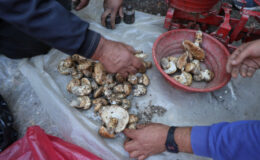 Sedir mantarı toplama dönemi başladı