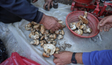 Sedir mantarı toplama dönemi başladı