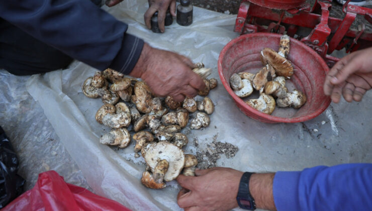 Sedir mantarı toplama dönemi başladı