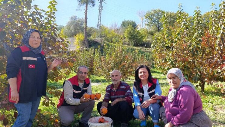Sertifikalı fidan kontrolü çalışması