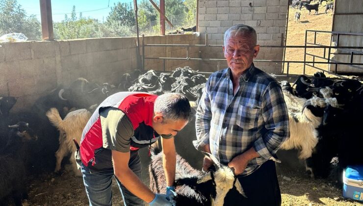 Kozan’da hayvan aşılaması