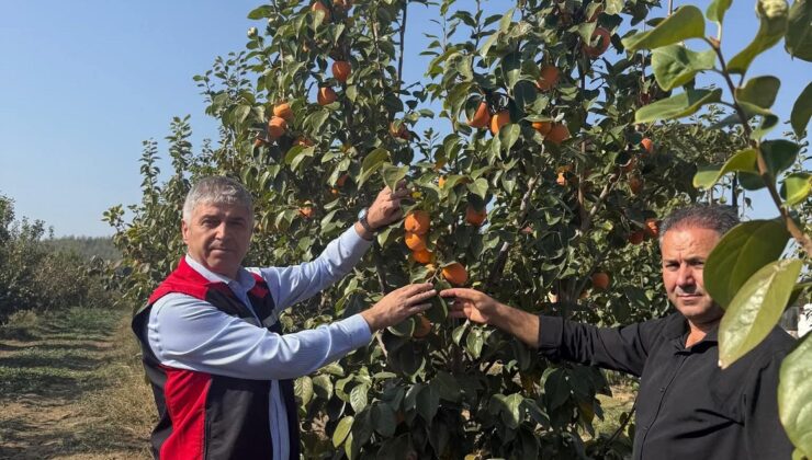 Kozan Tarım Müdürlüğü yetkilileri araziye çıktı