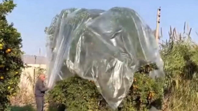 Yağmurda mandalinaya naylonlu koruma