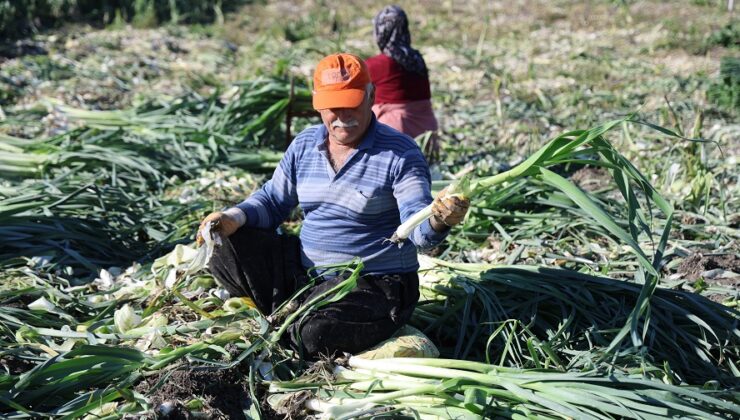 Kozan’da pırasa hasadı başladı