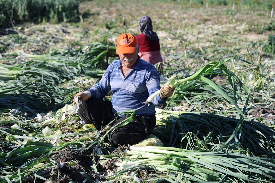 Kozan’da pırasa hasadı başladı