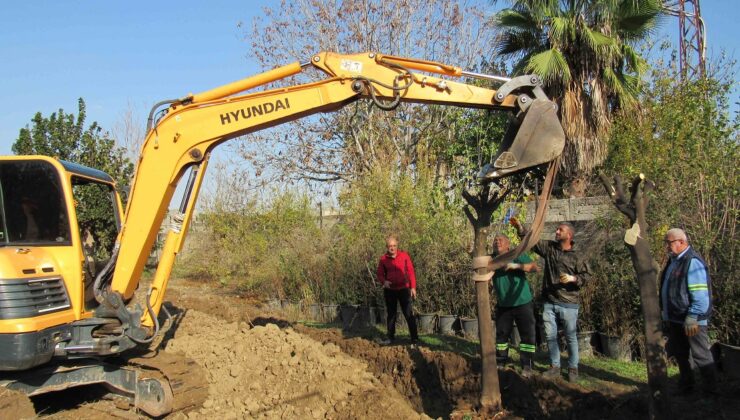 Büyükşehir ağaç kesmeyip ağaç nakil ediyor