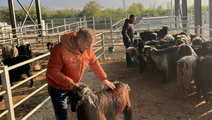 Kozan hayvan pazarında denetim