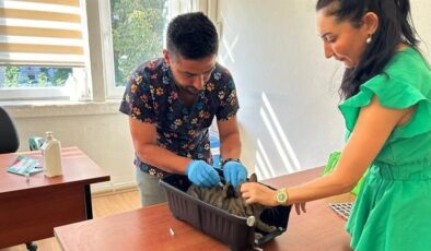 Adana’da 2025’te 3 bin 865 kedi ve 3 bin 577 köpeğe çip takıldı