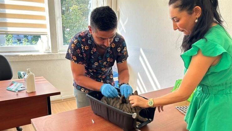 Adana’da 2025’te 3 bin 865 kedi ve 3 bin 577 köpeğe çip takıldı