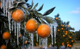 Adana için zirai don alarmı