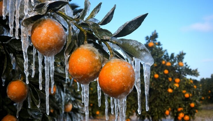 Adana için zirai don alarmı
