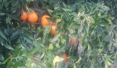 ADANA’DA PORTAKAL AĞAÇLARI BUZ TUTTU
