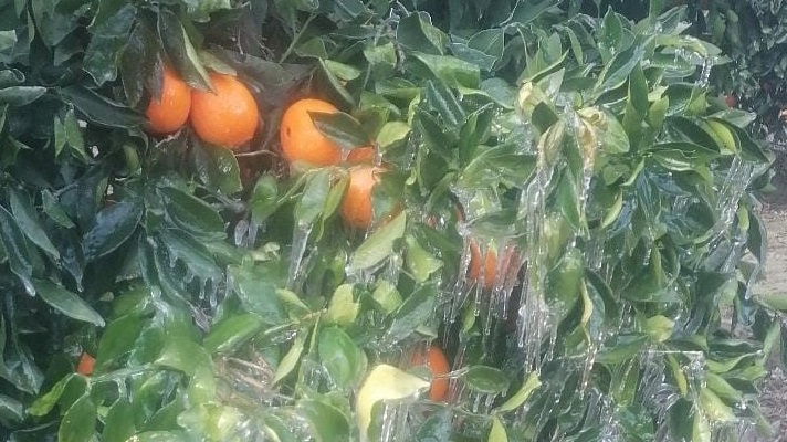 ADANA’DA PORTAKAL AĞAÇLARI BUZ TUTTU