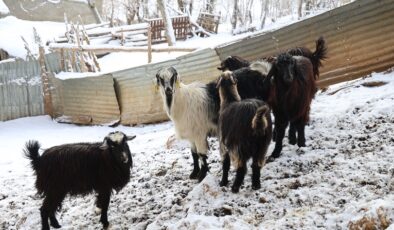 KURTLAR ŞEHRE İNİP HAYVANLARI TELEF EDİYOR!
