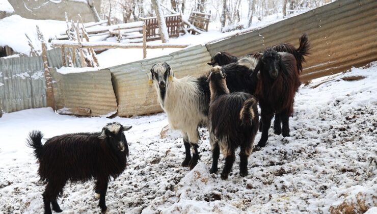 KURTLAR ŞEHRE İNİP HAYVANLARI TELEF EDİYOR!