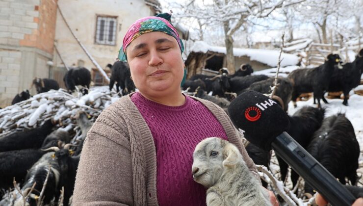 Kadın besicinin zorlu mesaisi