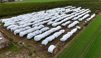 Zirai dona fileli önlem