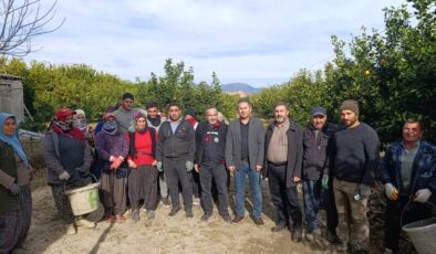 Tarım yetkilileri narenciye üreticisinin yanındı