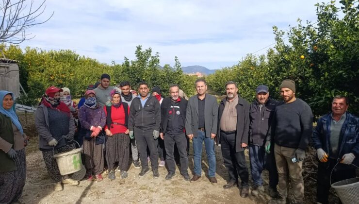 Tarım yetkilileri narenciye üreticisinin yanındı
