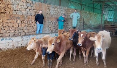 Kozan’da yerli güney sarısı sığır ırkı tespit çalışması