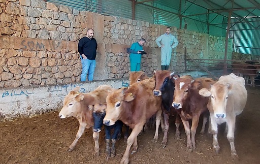 Kozan’da yerli güney sarısı sığır ırkı tespit çalışması
