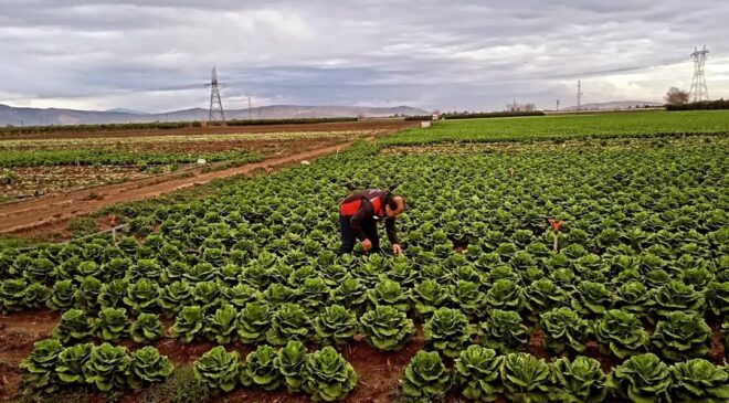 Tarladan sofraya kadar denetim ağı