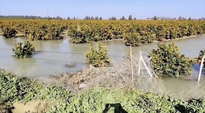 TARLALAR SULAR ALTINDA KALDI