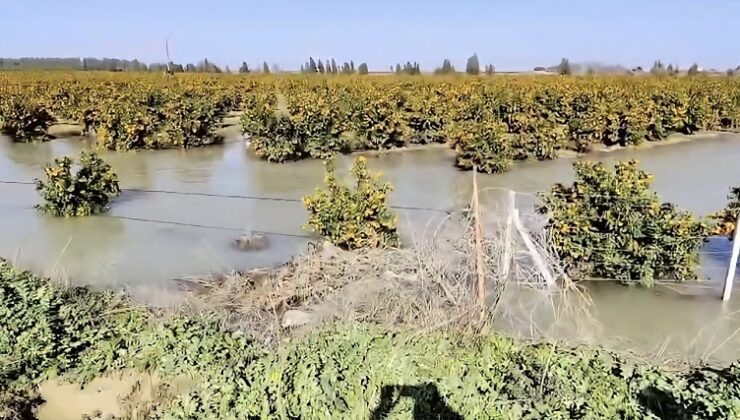 TARLALAR SULAR ALTINDA KALDI