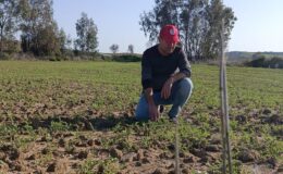 Kozan’da nohut üretimi giderek artıyor