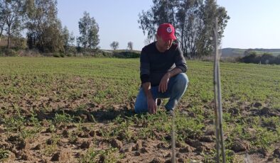 Kozan’da nohut üretimi giderek artıyor