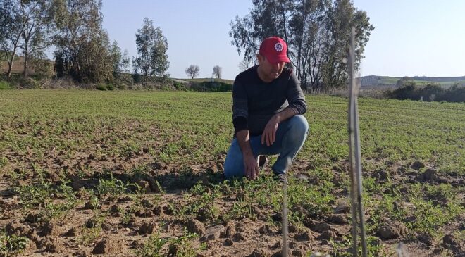 Kozan’da nohut üretimi giderek artıyor