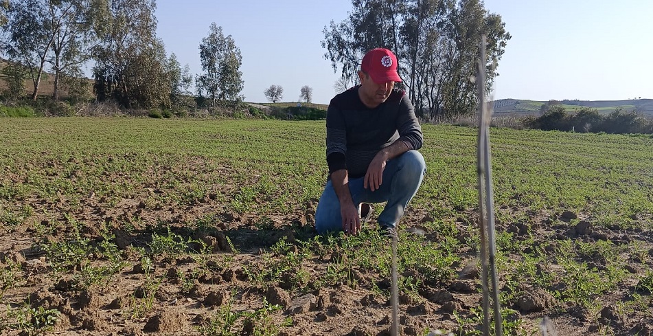 Kozan’da nohut üretimi giderek artıyor