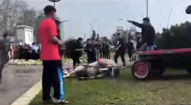 Atını sopa ve tekmeyle bayılttı