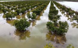 Çukurova’yı yağmur vurdu