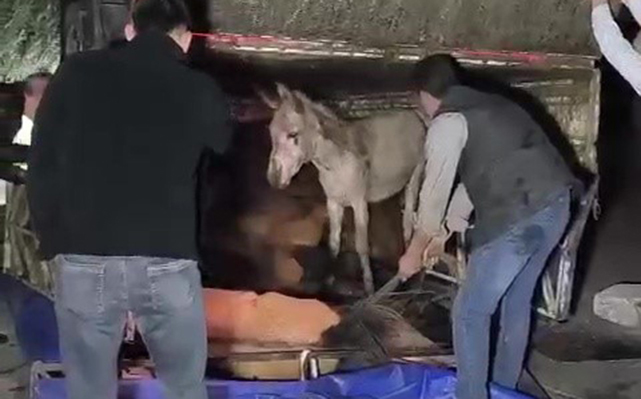 Kasası eşek dolu kamyonet yola devrildi