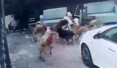 Köpek sürüsü kediyi parçaladı