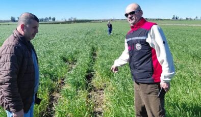 Yaban domuzu saha çalışması