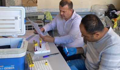 Kozan’da şap aşılaması