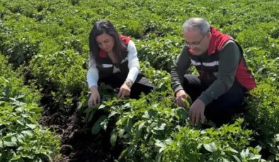 Tarım yetkilileri saha kontrollerinde