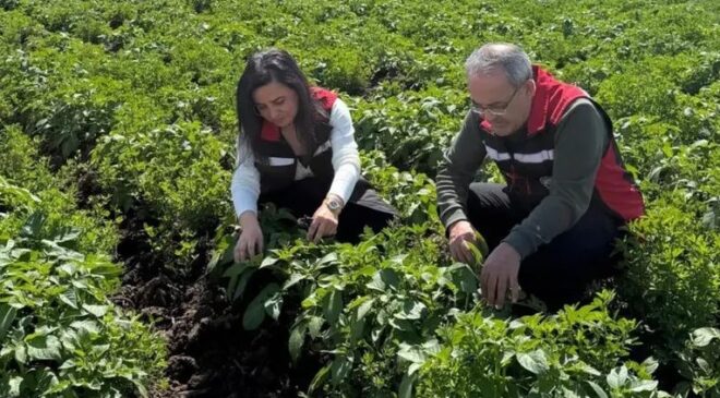 Tarım yetkilileri saha kontrollerinde