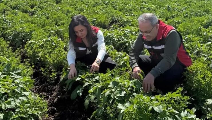 Tarım yetkilileri saha kontrollerinde